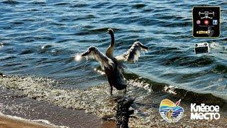 Красоты Беларуси Вилейское Водохранилище Кемпинг Клевое Место #аэросъемка  #беларусь #djiair2s