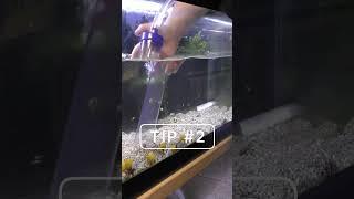 Two tips to clean your aquarium like a PRO!