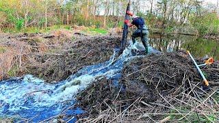 Beaver Dam Removal! || Tearing Out Father Beaver Dam The Intimidator By Hand! Part 2!