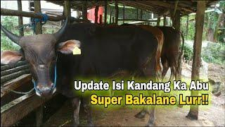 Update isi Kandang Sederhana Ka Abu #cow #sapi