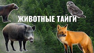 Животные тайги | Карточки с животными для детей | Умняха