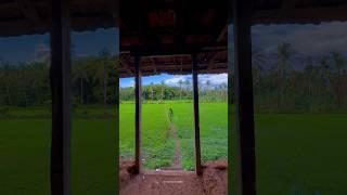 Greenery Of Kerala after Rain