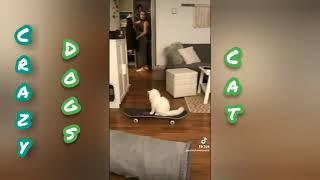 Cats and Dogs Crazy Fun Funny Spirits Cat Dog Spirit Dean Denz