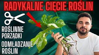 Roślinne porządki  RÓB TO, aby mieć piękne rośliny  #plants #roślinydoniczkowe #roślinydomowe