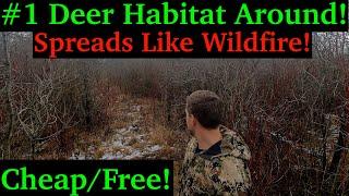 Top Buck Bedding Habitat! Improve any Hunting Property! Deer Pick Over Switchgrass!