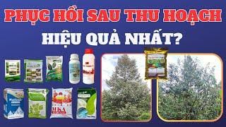 Kỹ thuật phục hồi vườn cây sau thu hoạch | Giải pháp cho cây suy yếu nặng và cây ổn định