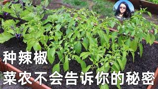 Farmers won't tell you secrets of growing Tons of Peppers 辣椒这样种, 菜农不想告诉你的秘密️🫑