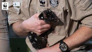 Eastern quolls return to mainland Australia | WWF-Australia