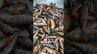 Как привлечь рыбу #shorts #рыбалка
