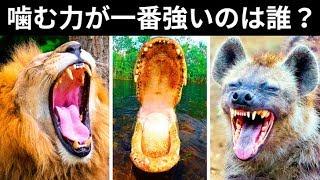 地球上の生物の咬合力コンテスト