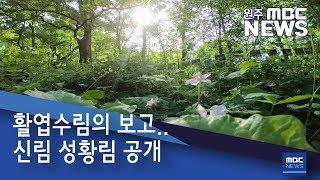 2019. 5. 11 [원주MBC] 활엽수림의 보고.. 신림 성황림 공개