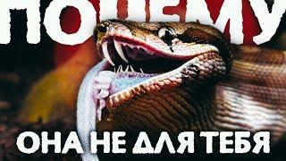 5 ПРИЧИН НЕ ЗАВОДИТЬ ЗМЕЙ ДОМА - ПИТОНА, ПОЛОЗА И УДАВА | ЧЕМ ОНИ ПЛОХИ?