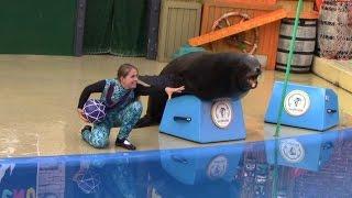 Sea Lions Tonite 2015 (Full Show) at SeaWorld San Diego - June 24, 2014