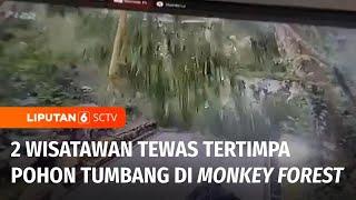 Akibat Pohon Tumbang di Monkey Forest Ubud Sebabkan 2 WNA Jadi Korban | Liputan 6