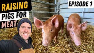 Basics Of Rearing Pigs. Small Scale Pig Farming