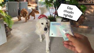 Mật đến thăm Bình Bông Bụp và cái kết mất toi 700k - Mật Pet Family