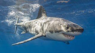 Casual encounter with a Great White Shark  #shorts #shortsfeed #greatwhiteshark #shark