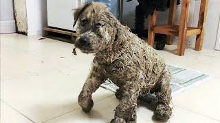 The Incredible Transformation of Pascal The Puppy Who Was Covered in Glue