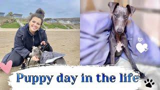 PUPPY ROUTINE + DAY IN THE LIFE & TIPS | WHIPPET PUPPY | CHLOE MURPHY