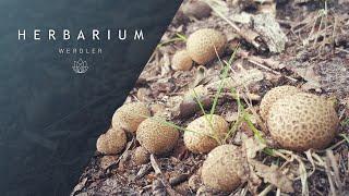 Scleroderma citrinum - (Common Earthball)