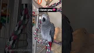 Symon the African Grey Baby Parrot says I love you#funnyparrot #talkingparrot #birds #africangrey