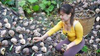Harvesting A Lot Of Forest Snails Goes To Sell - Corn weeding | My Bushcraft / Nhất