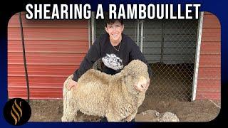 Juda The Rambouillet Wether & His Fleece