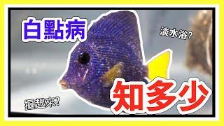 What is the cycle of the Ich? The introduction of the Marine Ich.    【阿宅 X Dane's Aquarium】