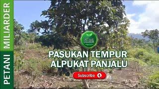 PASUKAN TEMPUR ALPUKAT PANJALU || PETANI MILIARDER