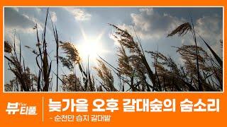 가을 오후 갈대숲의 숨소리