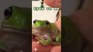 The frogs that stole my mini heart #cute #frog #eyesonme