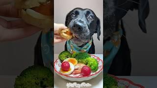 Breakfast Time..!!#puppy #dog #dogfood #shorts #shortsvideo #youtubeshorts