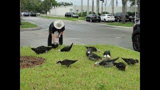 Duck Whisperer, South Florida / Мускусные утки