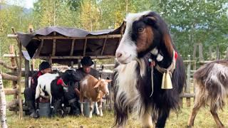 Journey to the Mountains: A Day in the Life of a Carpathian Shepherd