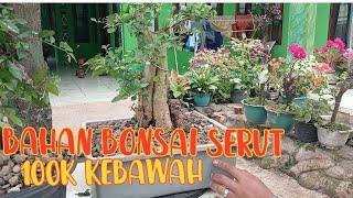 bahan bonsai serut 100k kebawah