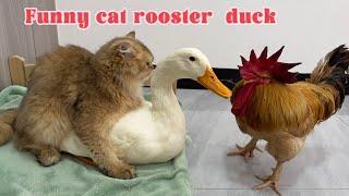 So funny cute!The rooster and the duck were clamoring to sleep with the cat.The cat abandoned them