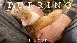 CATS PURRING ASMR for Deep Sleep and Brain Relaxation