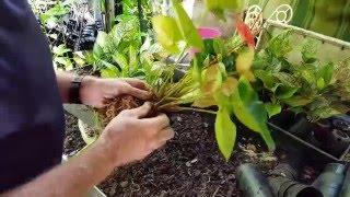 Dividing Tropical Plants - Paradise Distributors