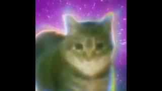 oiiaoiia (spinning cat #meme remix)