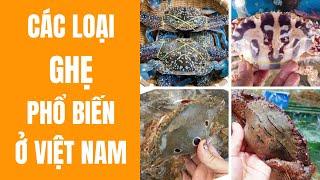 Các loại ghẹ phổ biến ở Việt Nam và cách chọn ghẹ ngon | Bếp Của Mẹ