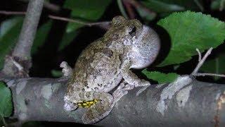 Cope's Gray Tree Frog Call