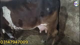 Low prices Milking Cows for sale in Pakistan! Milikng cows Fresh Rate update!#cows#farming