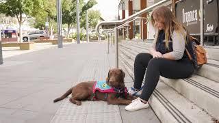 What happens in an Assistance Dogs puppy class?
