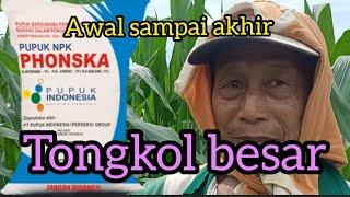 Tongkol besar ..... !!!! cara pupuk jagung dari awal sampai akhir