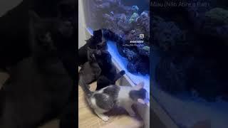 Kittens see for the first time the aquarium  #fish #kitten #cat #cute #reef #aquarium #cats