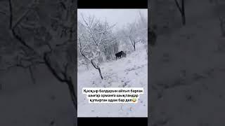 #волк #reels #horse #лошади #automobile #той #cow #кони #youtubeshorts #animals #bull