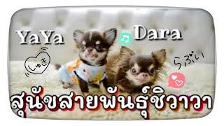 รู้จักสายพันธุ์ ชิวาวา Chihuahua dog