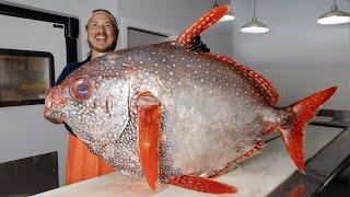 The Reason this MASSIVE Fish is Compared to a Cow