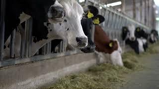  USO DE LA GALLINAZA EN LA GANADERIA:️ Ventajas y Desafíos para una Alimentación Sostenible