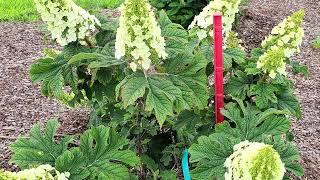 Hydrangea JetStream® // NATIVE Shrub Variety Large  White flowers - Orange-red foliage in Fall